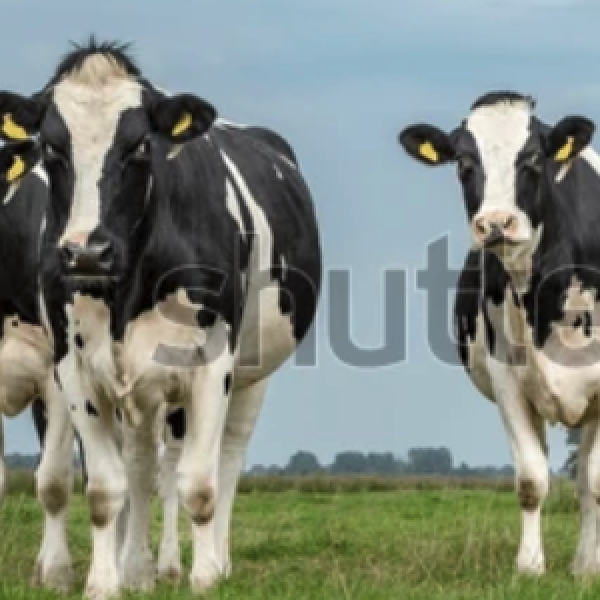 Professionele Mestvork met Houten Steel – 4 Tanden – 85 cm